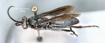 Media type: image;   Entomology 30973 Aspect: habitus dorsal view